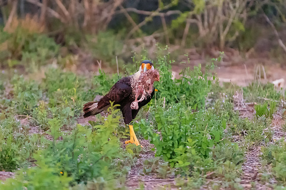 Caracara