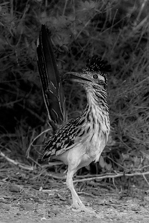 Road Runner