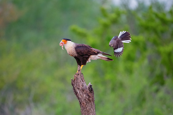 Caracara