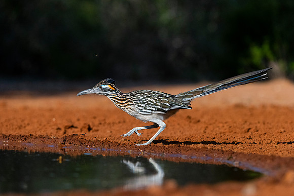 Road Runner