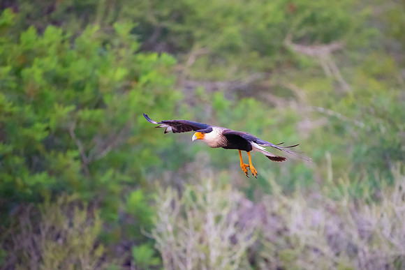 Caracara