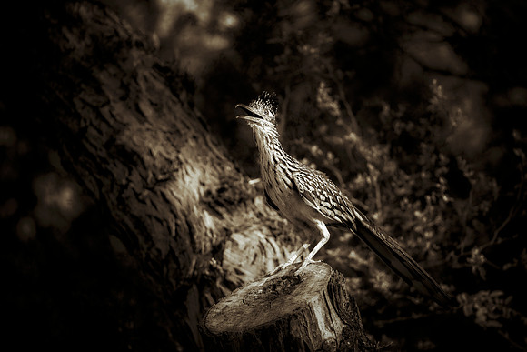 Road Runner