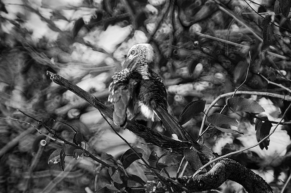 Africa, Botswana, Namibia, "South Africa", "Southern Red Billed Hornbill", Zambia, Zimbabwe, beak, colors, eyes, feathers, feathers, tree, wings, "black & white", bertazzoni
