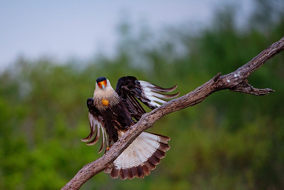Caracara