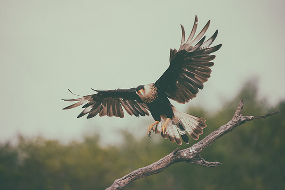 Caracara