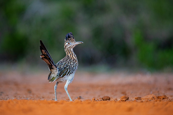 Road Runner
