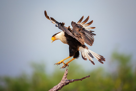 Caracara