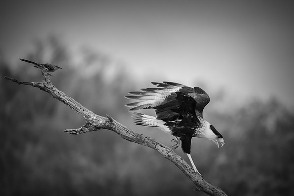 Caracara