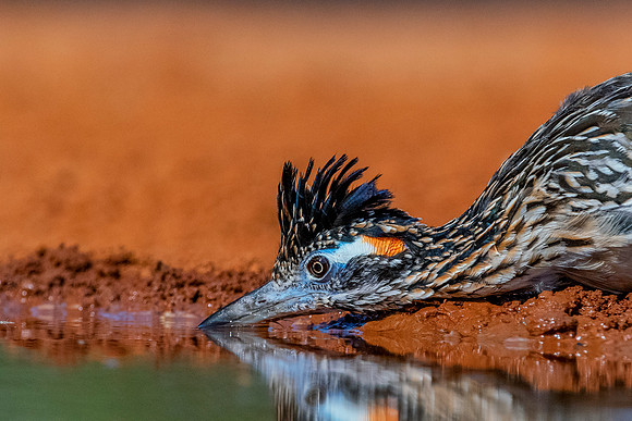 Road Runner