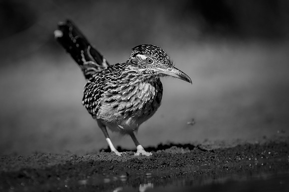 Road Runner