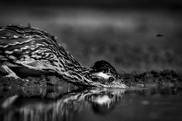Road Runner
