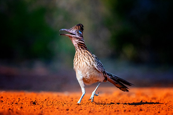 Road Runner
