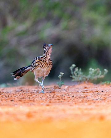 Road Runner