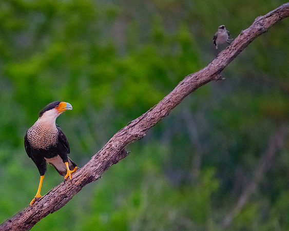 Caracara
