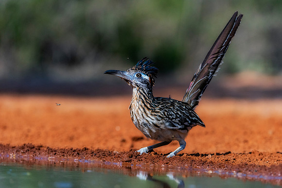 Road Runner