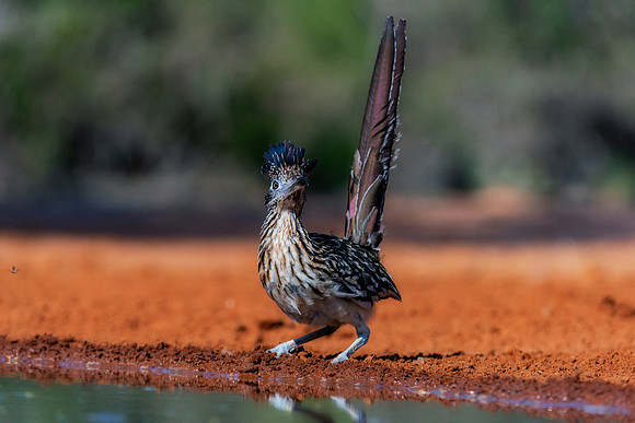 Road Runner