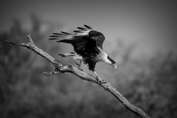 Caracara