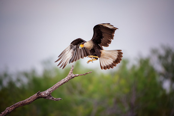Caracara