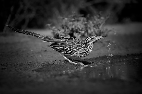 Road Runner