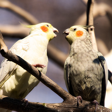 crest, beak, feathers, legs, eyes, flying, climbing, speaking, singing, talking, conversation, Bertazzoni, Nikon, feathers, zoo, chain, cage, trees, pet, nature, Asia, "South America", "Central Americ