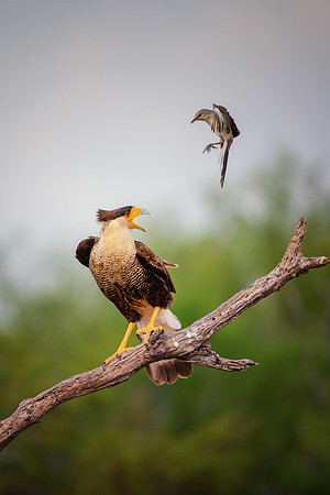 Caracara
