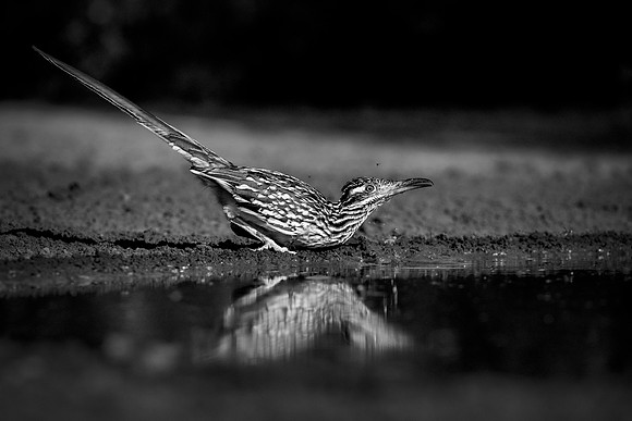 Road Runner