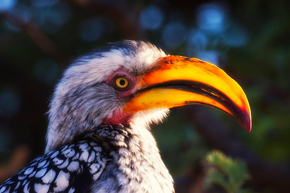 "Southern Red Billed Hornbill", wings, beak, Africa, feathers, colors, tree, eyes, Namibia, Botswana, Zimbabwe, Zambia, "South Africa", feathers