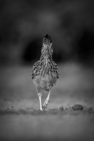 Road Runner