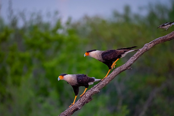 Caracara