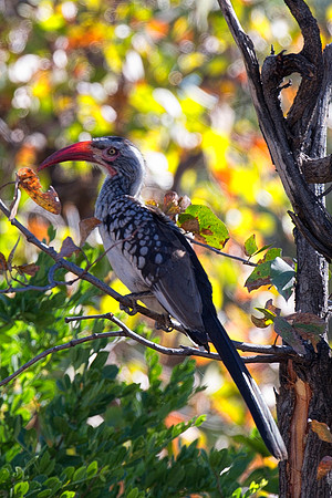 "Southern Red Billed Hornbill", wings, beak, Africa, feathers, colors, tree, eyes, Namibia, Botswana, Zimbabwe, Zambia, "South Africa", feathers