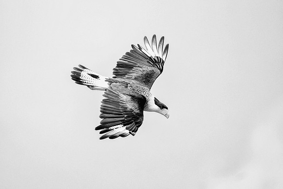 Caracara
