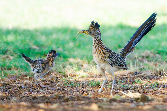 chick, "road runner", Nikon, Bertazzoni, "beep beep", "warner brothers", cartoon, beak, legs, running, speed, hunting, nesting, tail, Texas, feathers, colors, crest, legs, nature, countryside, insects