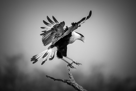 Caracara