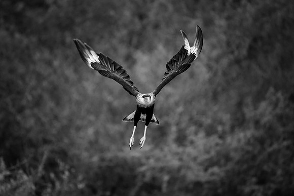 Caracara