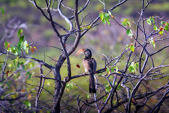 Southern Red Billed Hornbill