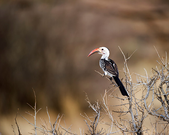 Africa, Botswana, Namibia, Sunbathing, beak, colors, details, eye, feathers, flying, nature, nature, parks, portrait, safari, structure, wings, Nikon, Bertazzoni