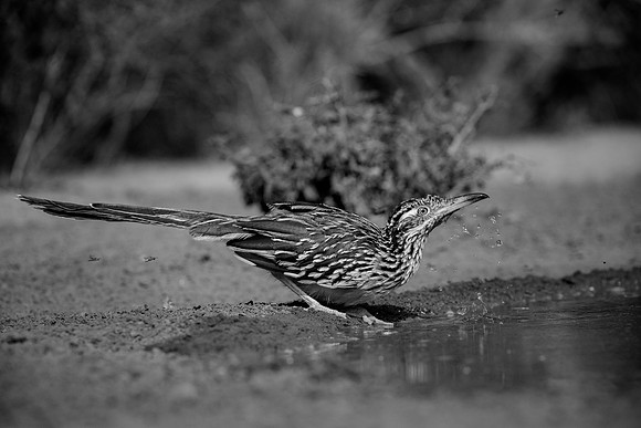 Road Runner