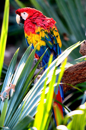crest, beak, feathers, legs, eyes, flying, climbing, speaking, singing, talking, conversation, Bertazzoni, Nikon, feathers, zoo, chain, cage, trees, pet, nature, Asia, "South America", "Central Americ