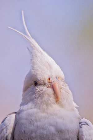 crest, beak, feathers, legs, eyes, flying, climbing, speaking, singing, talking, conversation, Bertazzoni, Nikon, feathers, zoo, chain, cage, trees, pet, nature, Asia, "South America", "Central Americ