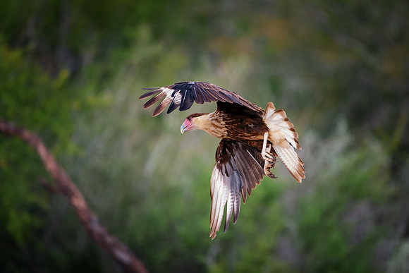 Caracara