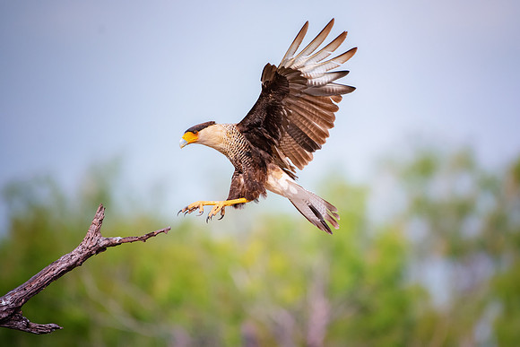 Caracara