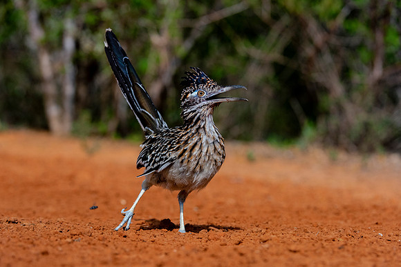 Road Runner