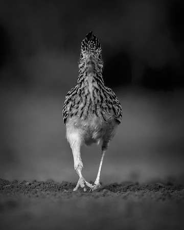 Road Runner