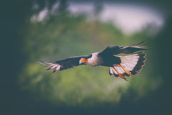 Caracara