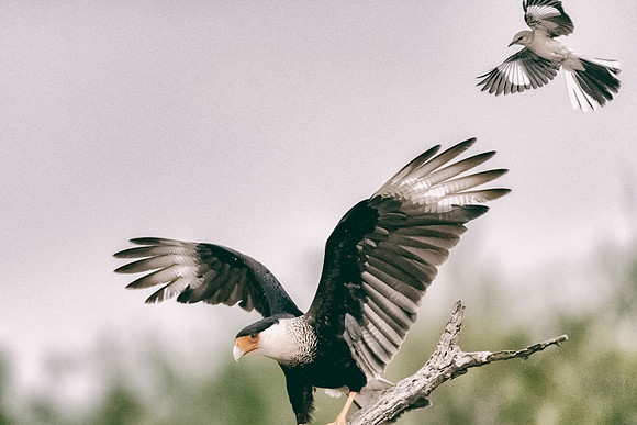 Caracara