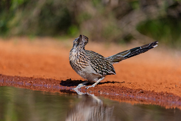 Road Runner