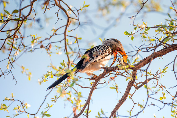 Africa, Botswana, Namibia, "South Africa", "Southern Red Billed Hornbill", Zambia, Zimbabwe, beak, colors, eyes, feathers, feathers, tree, wings