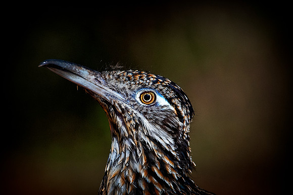 Road Runner