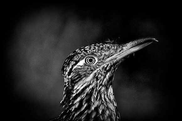 Road Runner