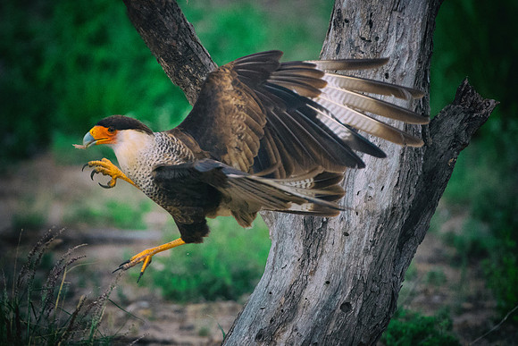 Caracara